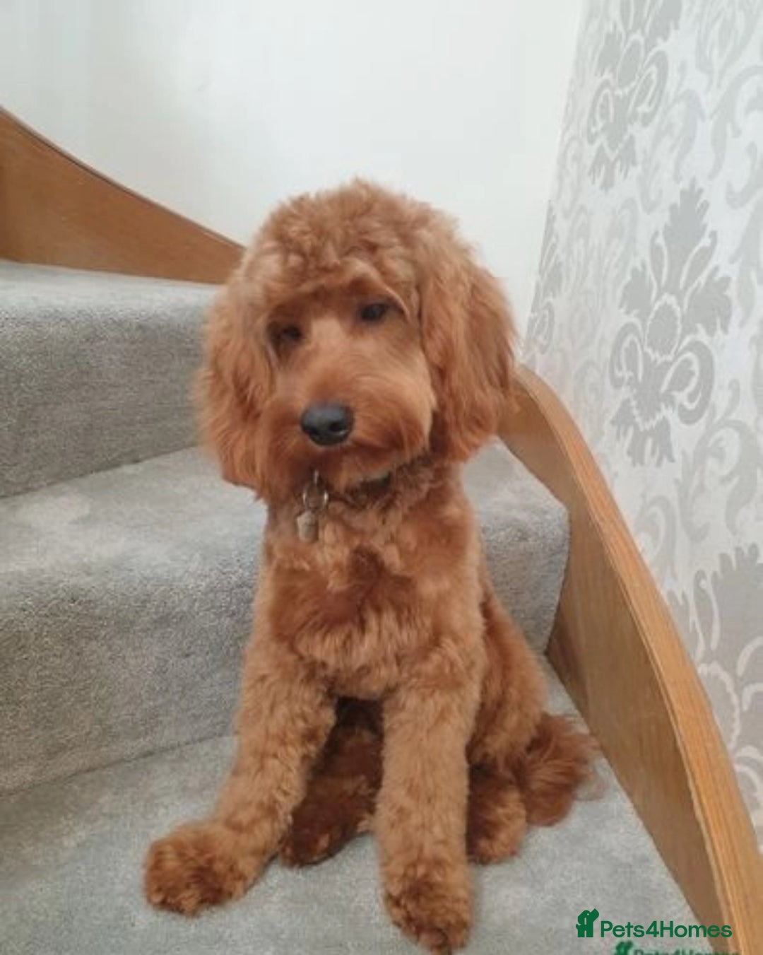 Cockapoo dogs for sale: F2B Cockapoos due 23rd Dec - Advert 11