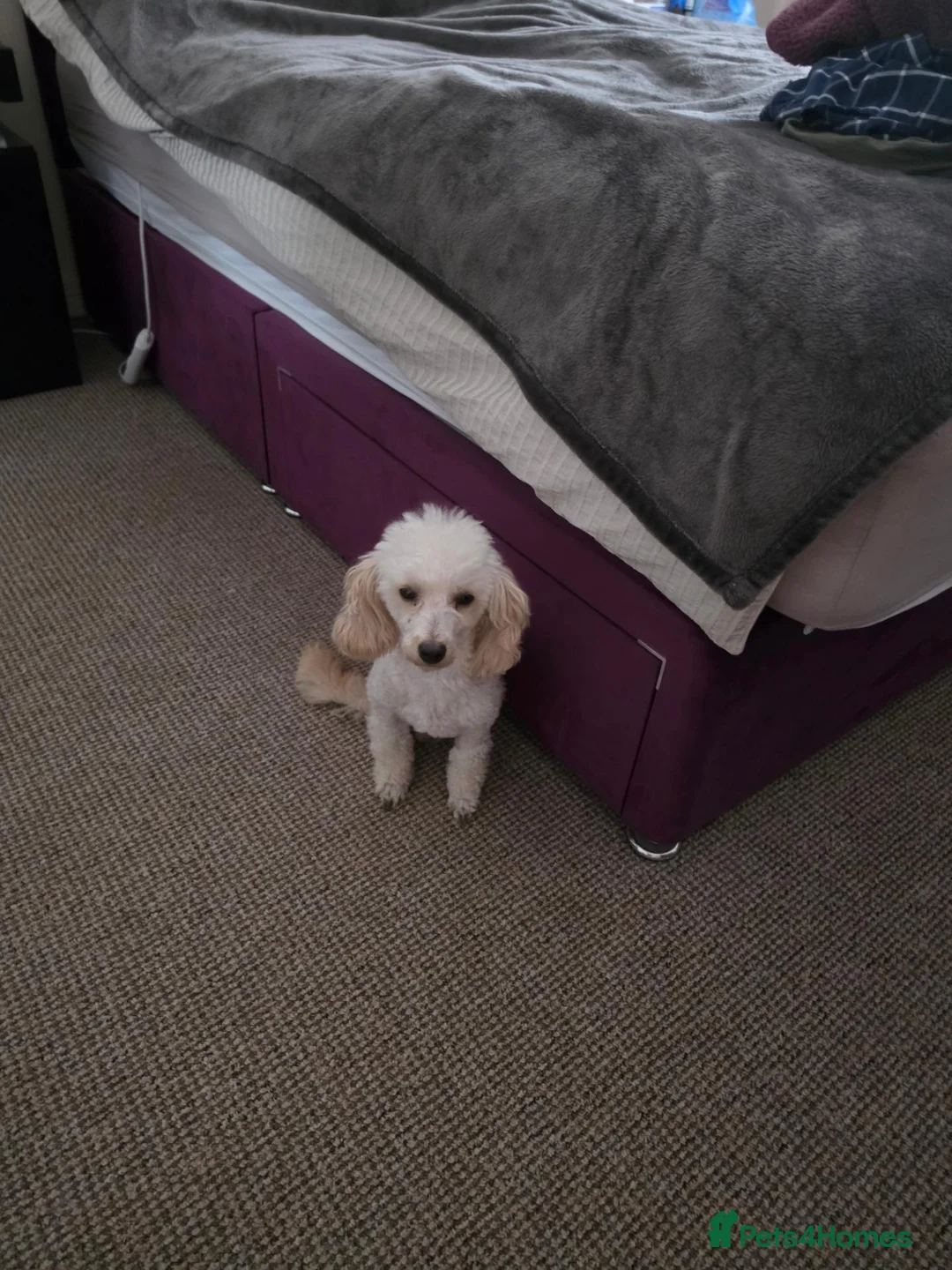 Toy Poodle dogs for sale: Poodle - Advert 2