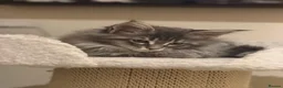 Maine Coon cats for sale: 👑Royal MaineCoon Girls TICA Champion Bloodline!👑 - Advert 26