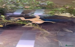 Frog reptiles for sale: African Clawed Frogs (albino) - Image 5