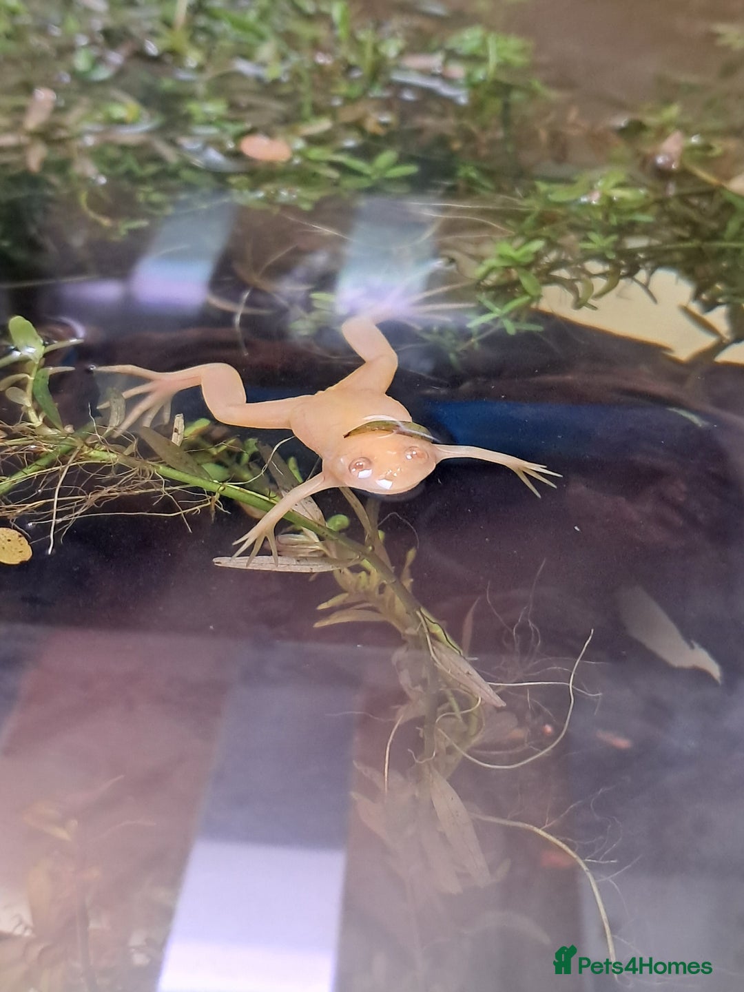 Frog reptiles for sale: African Clawed Frogs (albino) - Image 5