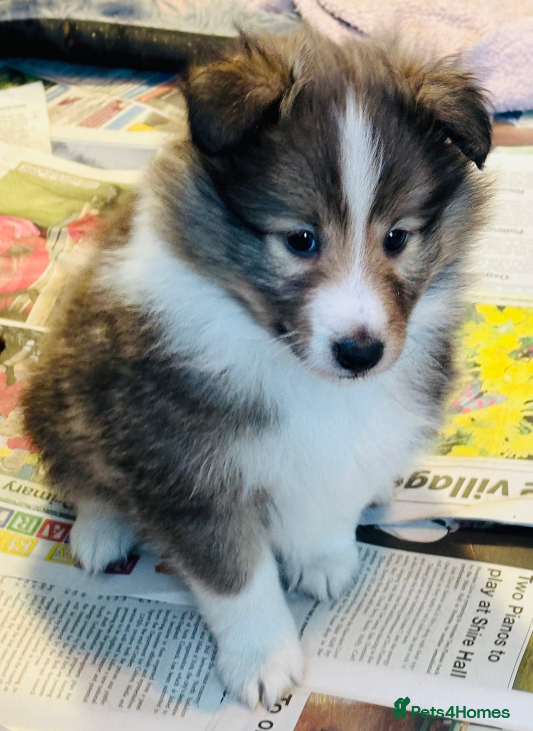 Shetland Sheepdog dogs for sale: Beautiful sable Shetland sheepdog puppies  - Advert 5