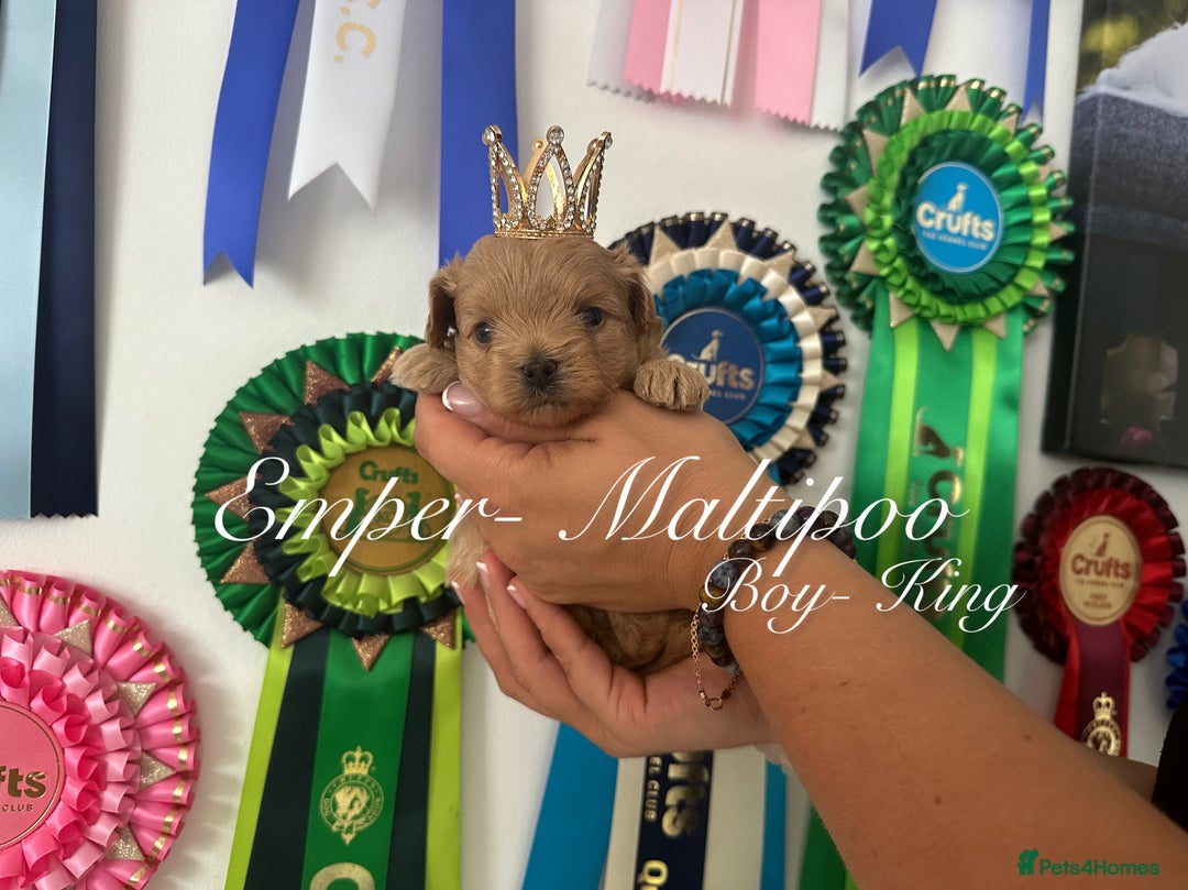 Maltipoo dogs for sale: Tiny Emper-Maltipoo Puppies – Asian teddy dad! - Image 3