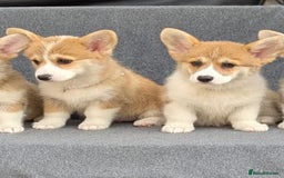 Welsh Corgi Pembroke dogs for sale: Health tested Quality Pembrokeshire Corgie Puppies - Image 12