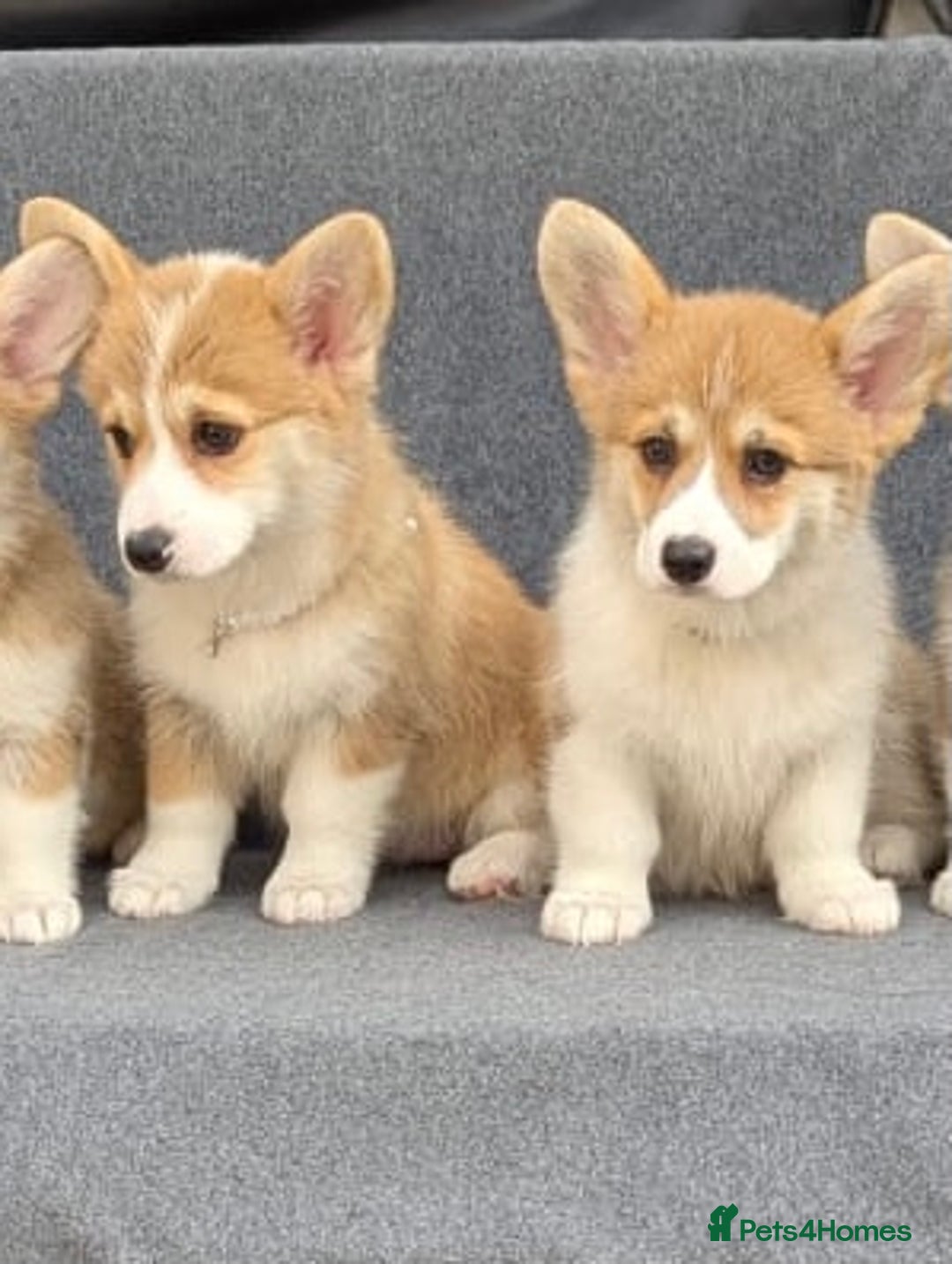 Welsh Corgi Pembroke dogs for sale: Health tested Quality Pembrokeshire Corgie Puppies - Image 12