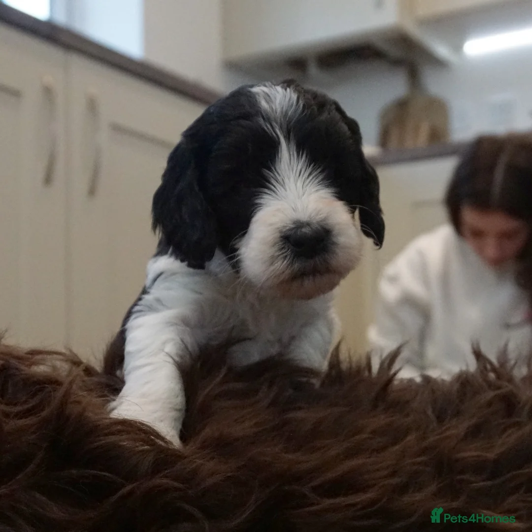Cockapoo dogs for sale: Adorable litter of cockapoos in Peterborough - Advert 27