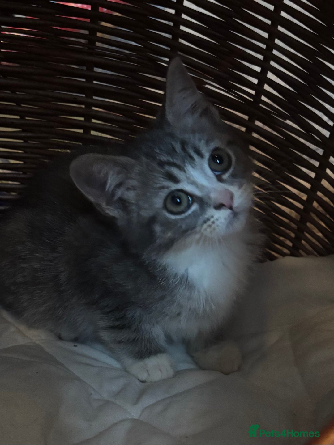 Mixed Breed cats for sale: Maine-Coon x British Blue Kittens.  - Advert 17
