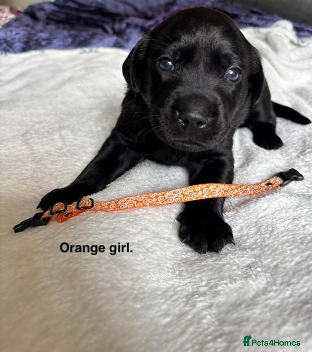 Labrador Retriever dogs for sale: Stunning litter of 8 Labrador puppies - Image 8