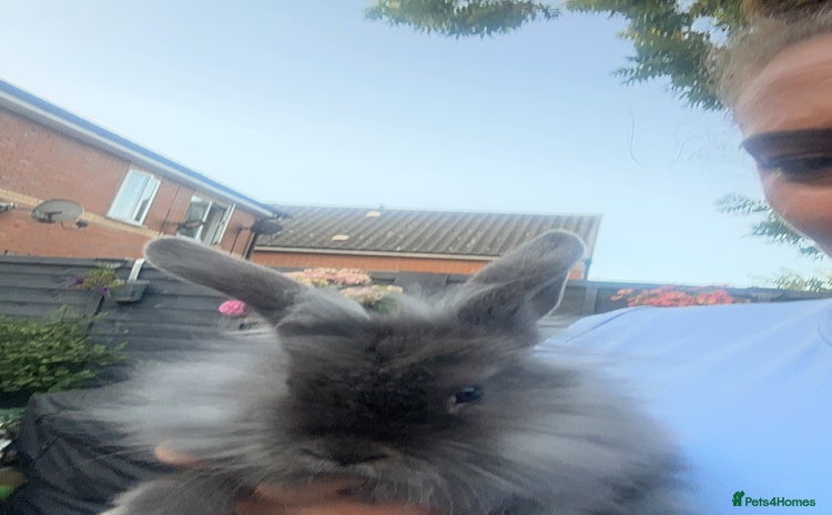 Mini Lion Lop rabbits - Advert 2