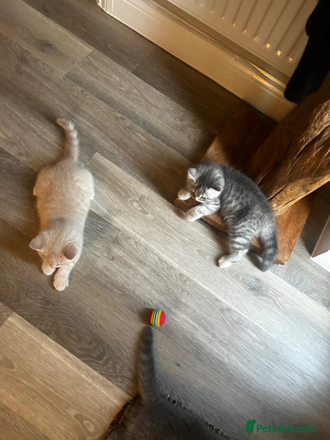 British Shorthair cats for sale: Pedigree British Shorthair Kittens - Advert 2