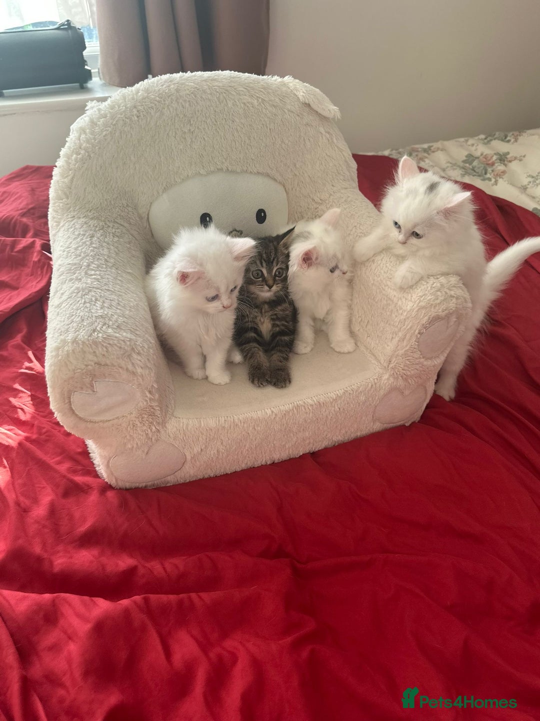 Mixed Breed cats for sale: 4 beautiful kitten - Image 23