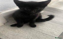 Mixed Breed cats for sale: 2 KITTENS FOR SALE🥰😍 - Image 10