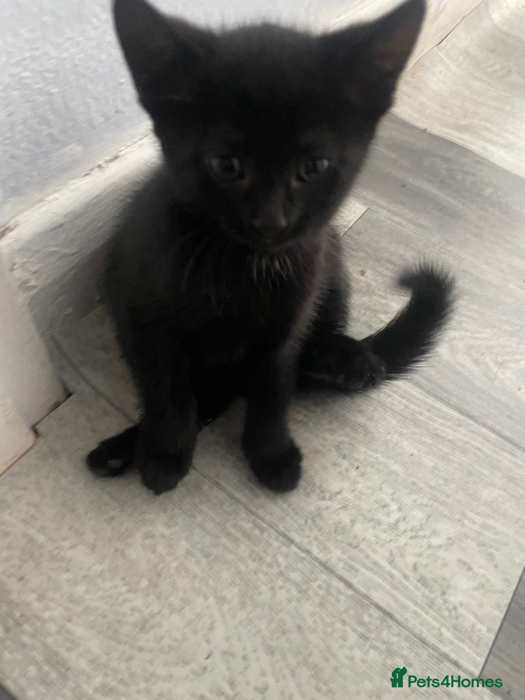 Mixed Breed cats for sale: 2 KITTENS FOR SALE🥰😍 - Image 10