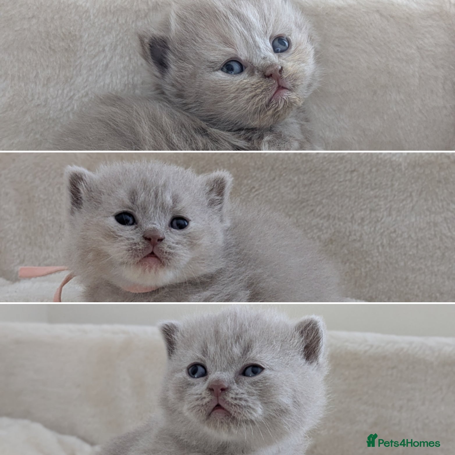 British Shorthair cats GCCF registered British Shorthair Kittens - Advert 14