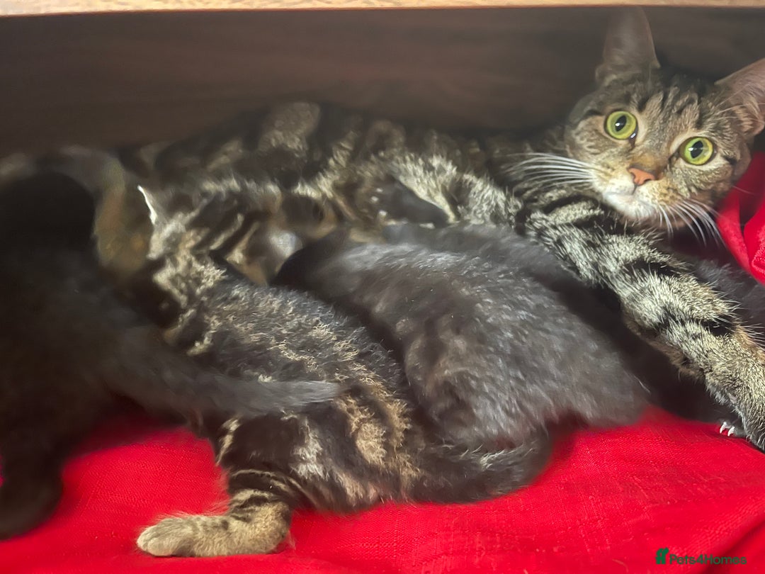 Mixed Breed cats for sale: Kittens x 4  - Image 5