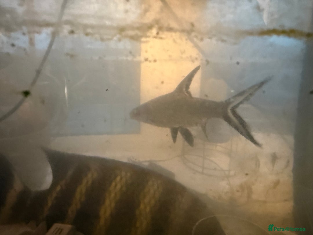 Other/Mixed Breed fish for sale: Multiple fish for rehoming - Image 3