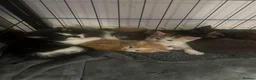 Mixed Breed cats for sale: Playful kittens for sale - Advert 27