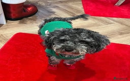 Toy Poodle dogs for sale: Adorable Toy Poodle Puppies  - Image 4