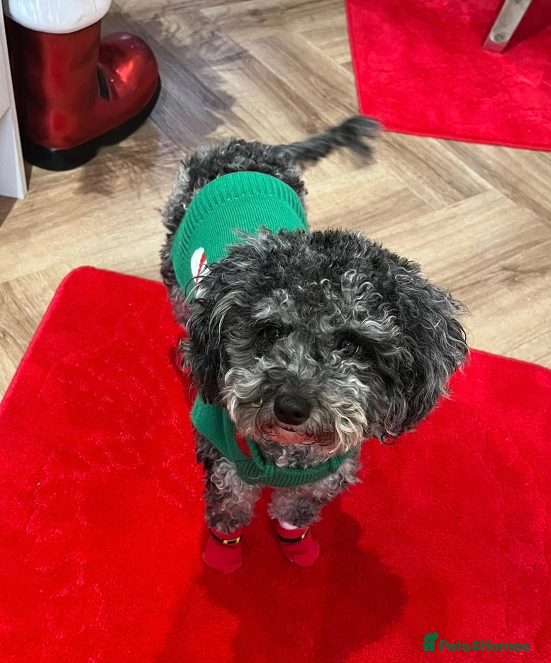 Toy Poodle dogs for sale: Adorable Toy Poodle Puppies  - Image 4