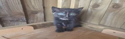 Mixed Breed cats for sale: 3 Tortie Kittens Polydactyl  - Advert 2