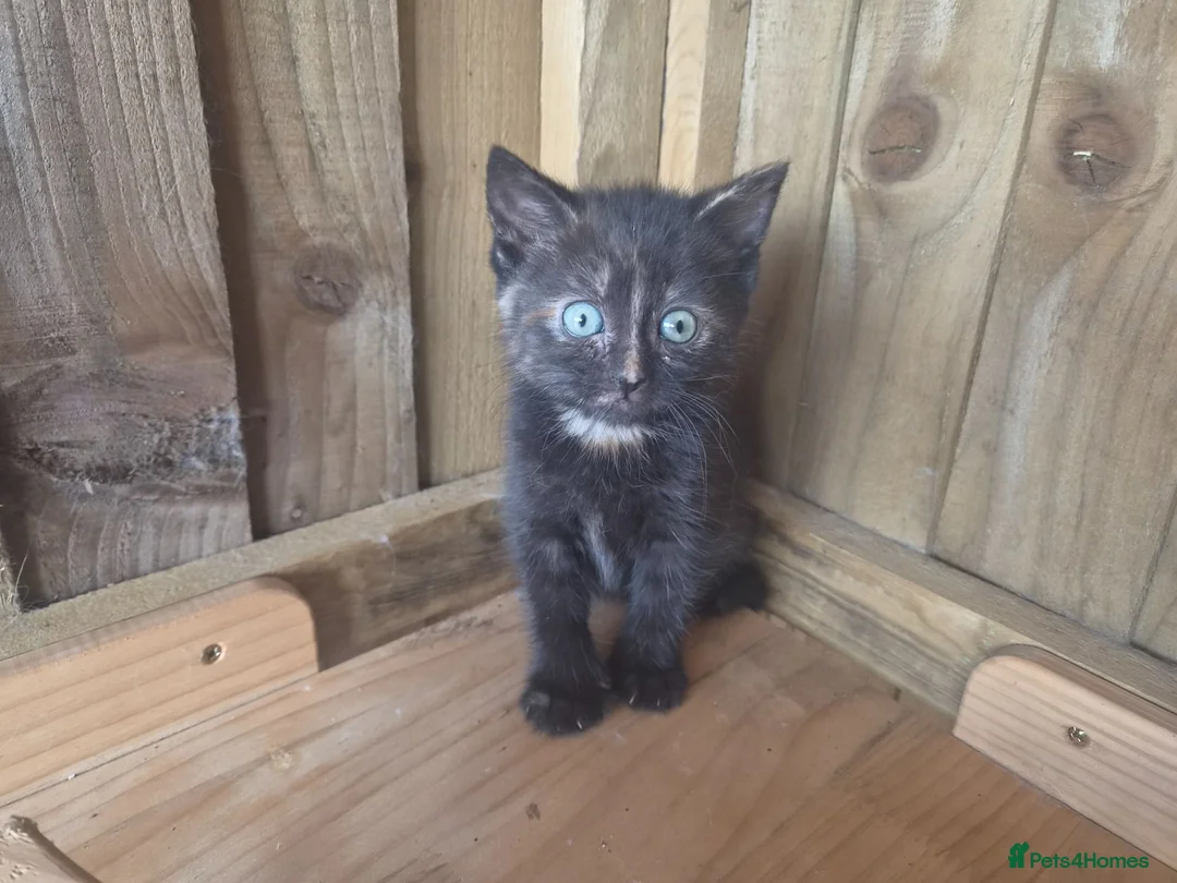 Mixed Breed cats for sale: 3 Tortie Kittens Polydactyl  - Advert 2