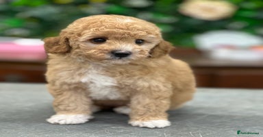 Toy Poodle dogs - Advert 12