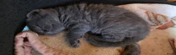 British Shorthair cats for sale: Pedigree BSH short hair kittens for sale - Advert 6