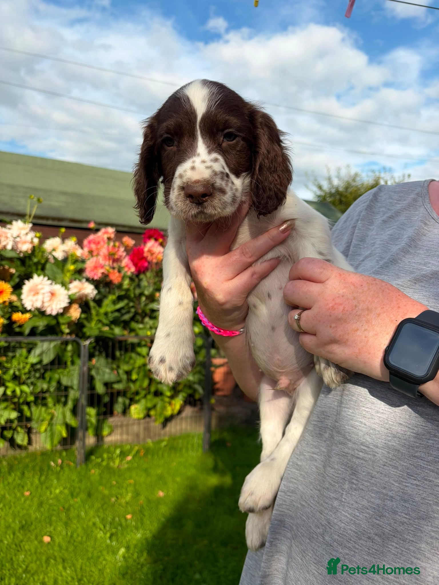 English Springer Spaniel dogs Price reduced KC Reg English Springer Spaniel  - Advert 1