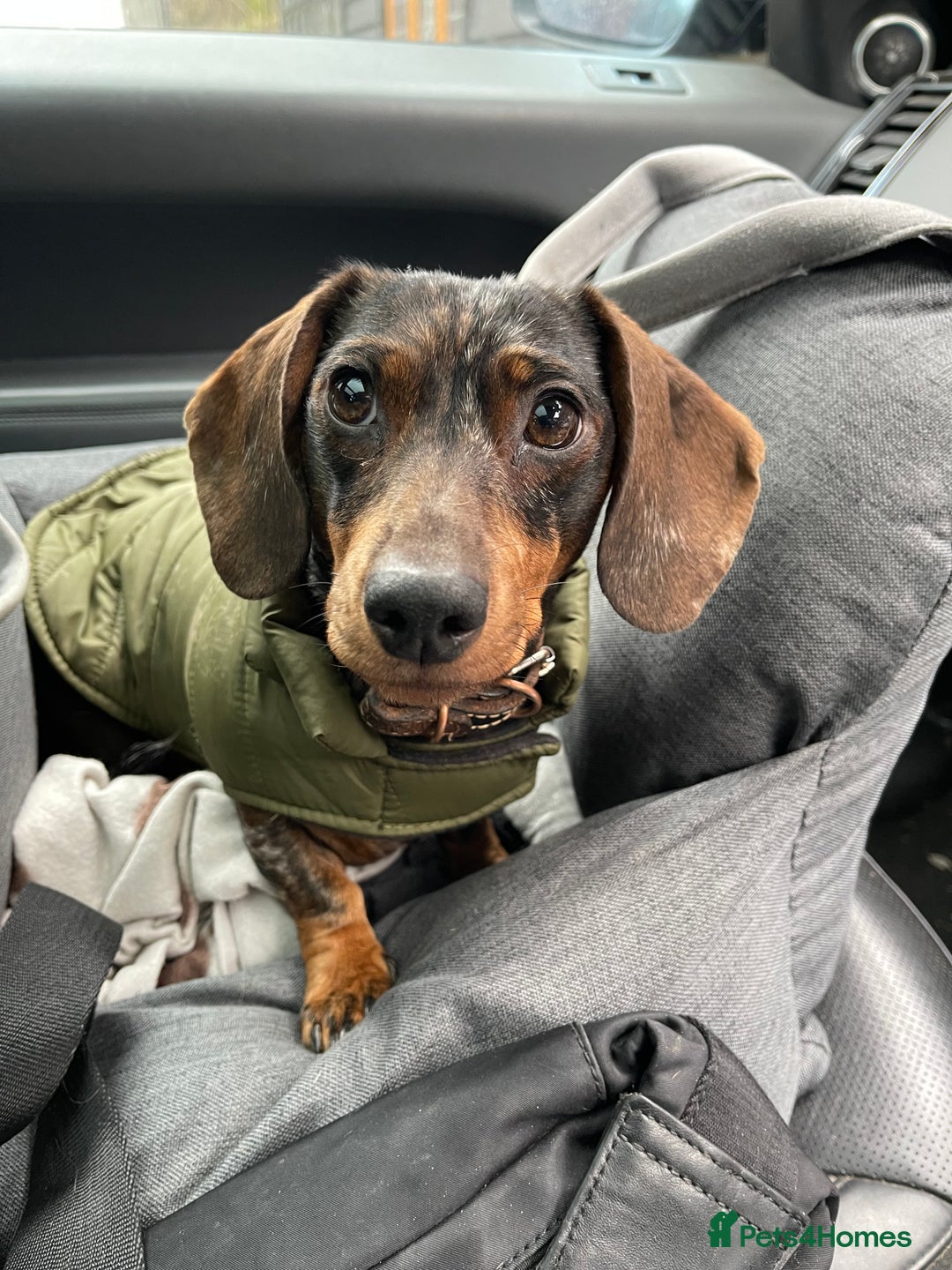 Miniature Dachshund dogs for sale: Stunning tiny KC Miniature Dachshunds - Advert 16