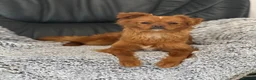 Mixed Breed dogs for adoption: Pretty Polly looking for love - Advert 13