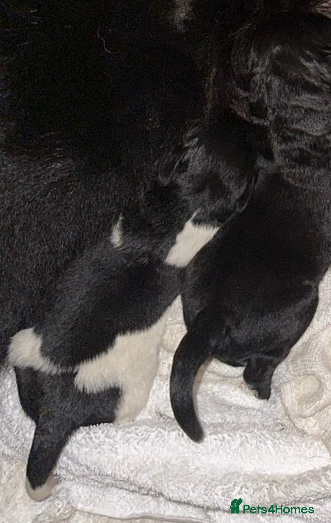 Newfoundland dogs for stud: KC REGISTERED NEWFOUNDLAND STUD HEALTH TESTED  in Basildon - Advert 11