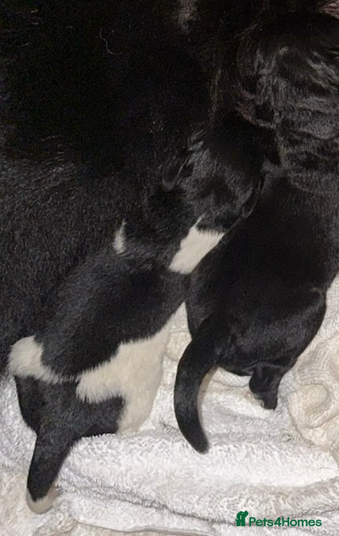 Newfoundland dogs for stud: KC REGISTERED NEWFOUNDLAND STUD HEALTH TESTED  in Basildon - Advert 11