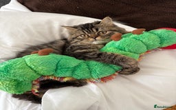 Persian cats for sale: 🐾 Loving Home Wanted for Our Beautiful Kitten 🐾 - Image 3