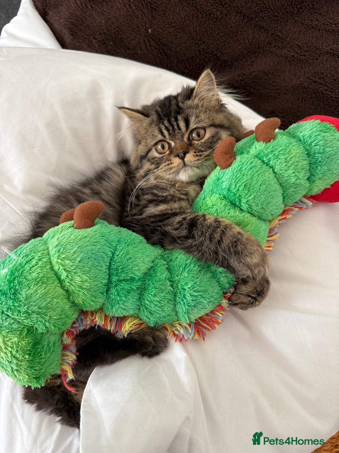 Persian cats for sale: 🐾 Loving Home Wanted for Our Beautiful Kitten 🐾 - Image 3