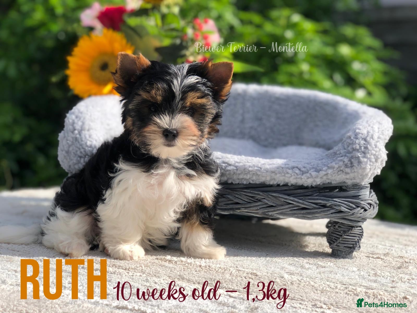 Yorkshire Terrier dogs Three Biewer Terriers LEFT! - Advert 2