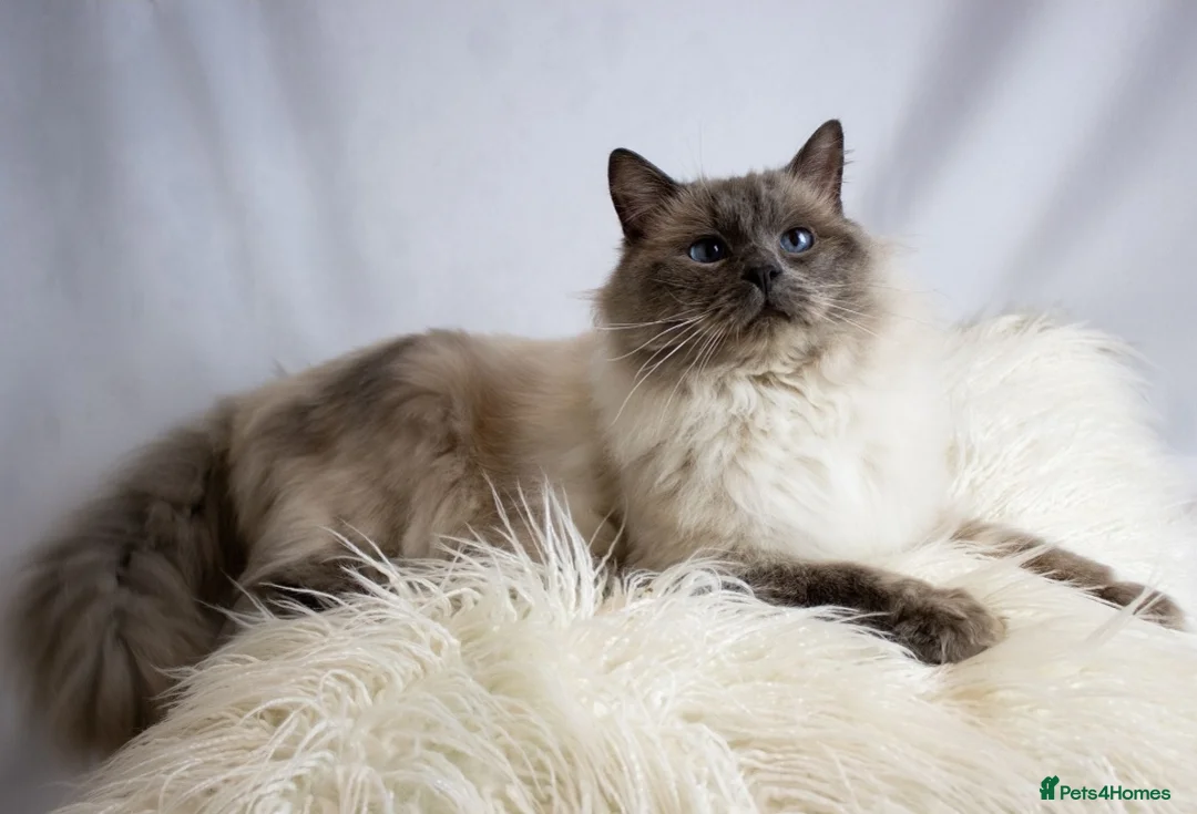 Ragdoll cats for stud: Amazing blue point FOR STUD in Brighouse - Advert 1