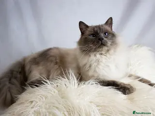 Ragdoll cats Amazing blue point FOR STUD in Brighouse - Advert 16