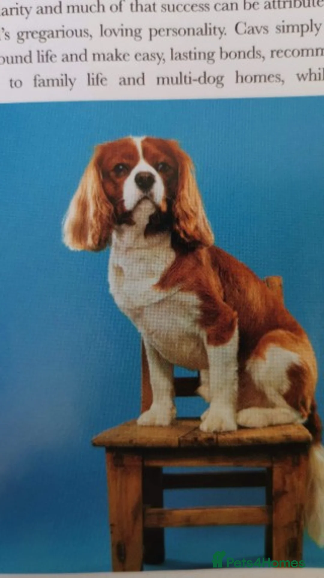 Cavalier King Charles Spaniel dogs for stud: Extensively Health Tested Cavalier King Charles Sp in Mansfield - Advert 32
