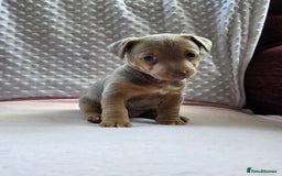 Jack Russell dogs for sale: *Only Lilac&Tan Girl Available* Beautiful JR Pups in Goole - Image 3