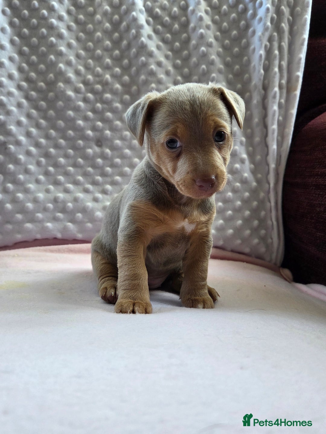 Jack Russell dogs for sale: *Only Lilac&Tan Girl Available* Beautiful JR Pups in Goole - Image 3
