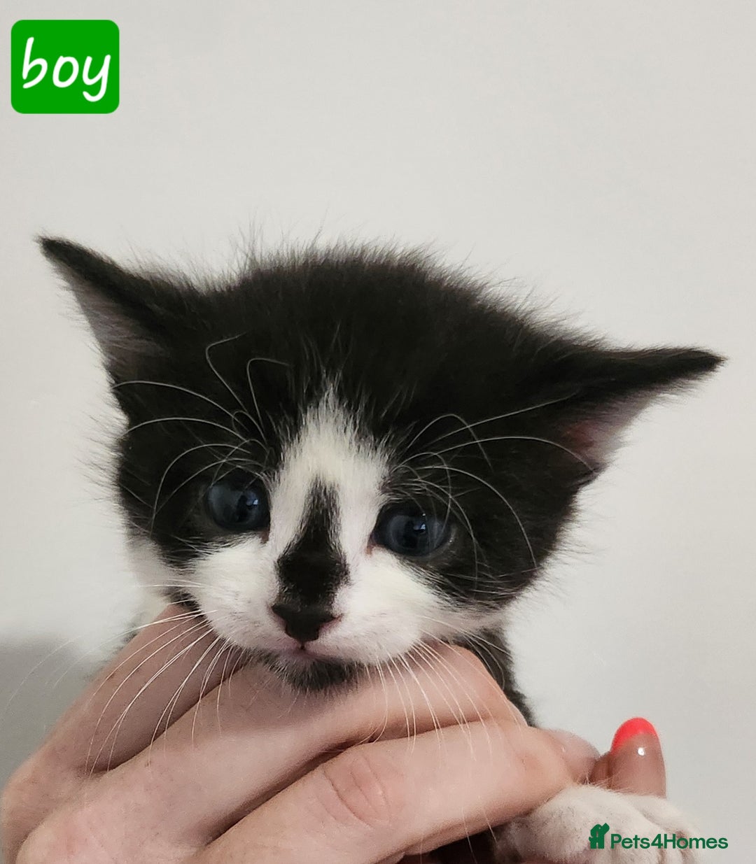 British Shorthair cats for sale: Beautiful black and white kittens - Image 4