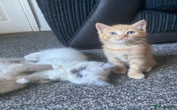 Ragdoll cats for sale: stunning ragdoll kittens - Image 16
