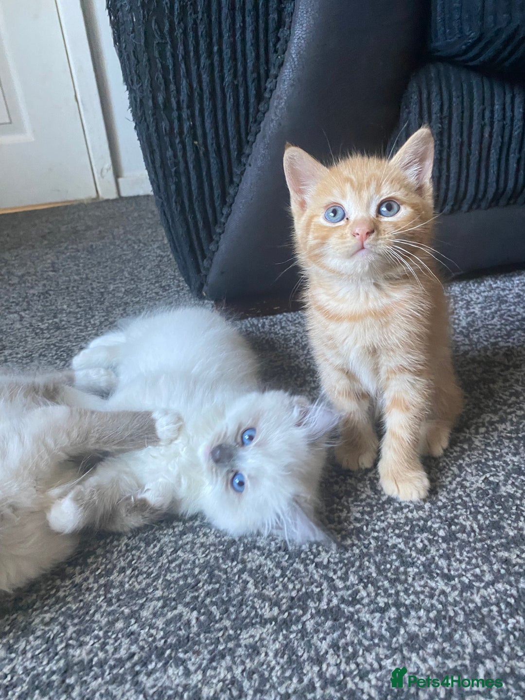 Ragdoll cats for sale: stunning ragdoll kittens - Image 16
