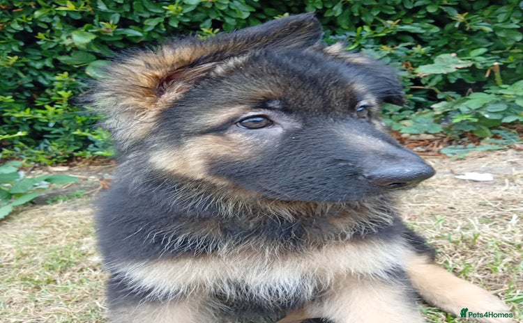 German Shepherd dogs - Advert 4