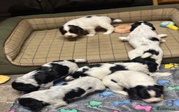 Cocker Spaniel dogs for sale: Gorgeous Blue Roan Cocker Spaniel Puppies  - Image 2