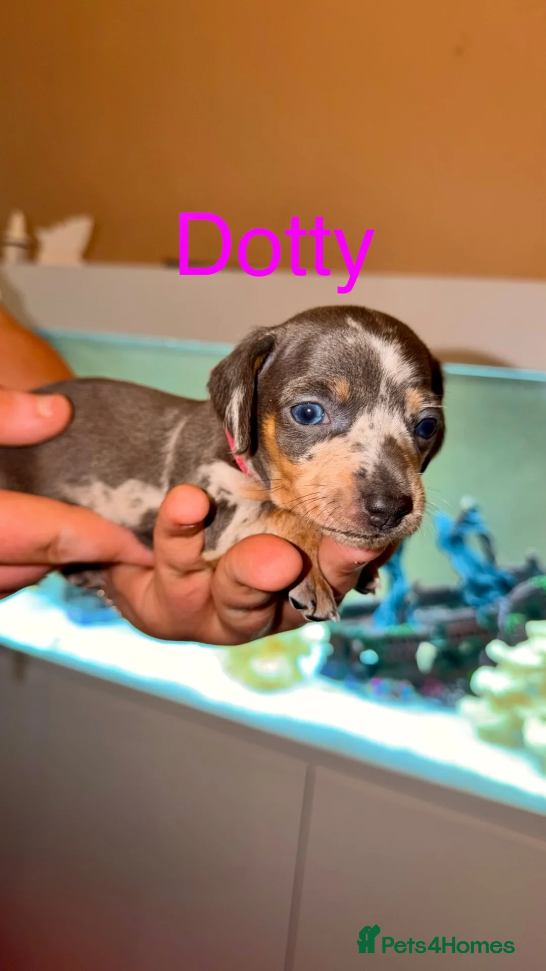 Miniature Dachshund dogs for sale: Stunning Smooth haired Miniature Dachshund Puppies - Advert 2
