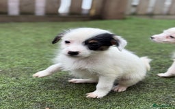Jack Russell dogs for sale: The cutest little Jack Russel pups ❤️ - Image 3