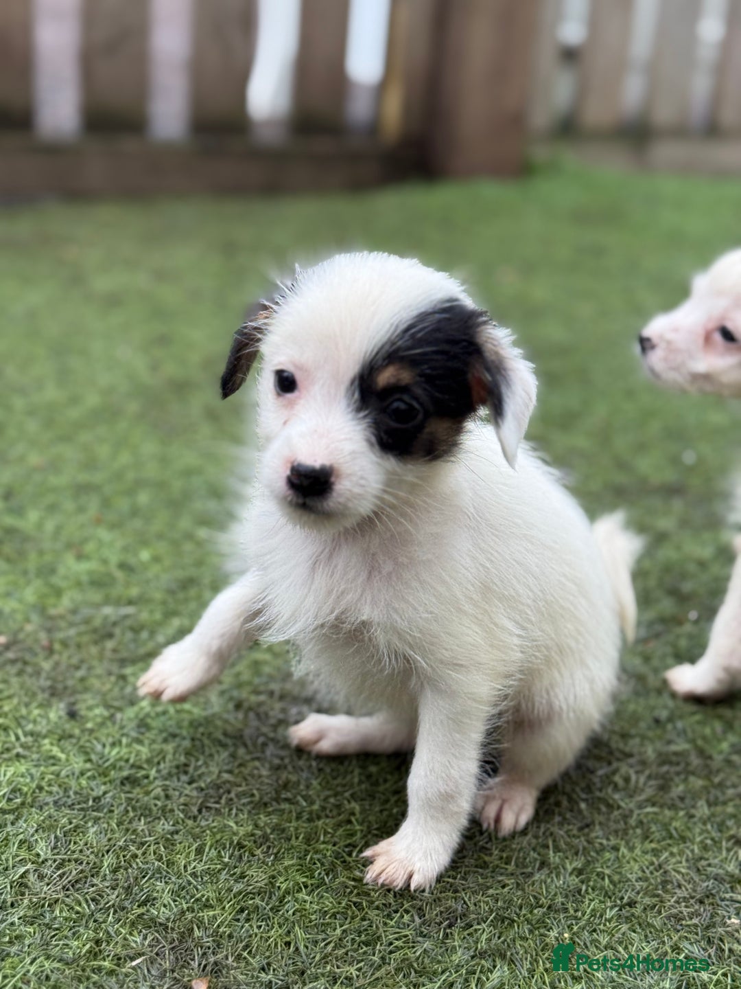 Jack Russell dogs for sale: The cutest little Jack Russel pups ❤️ - Image 3