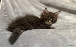 Maine Coon cats for sale: *READY* Stunning Tica Maine Coons - Image 10