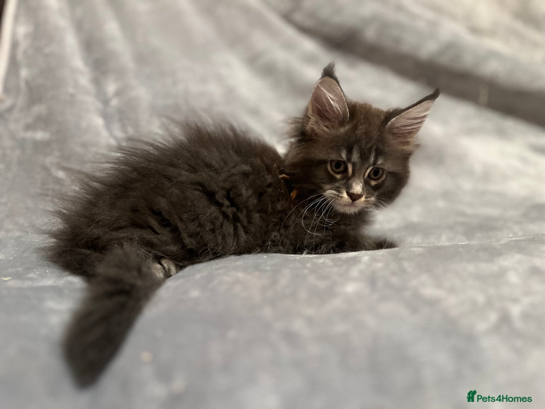 Maine Coon cats for sale: *READY* Stunning Tica Maine Coons - Image 10